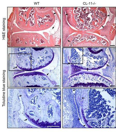 图1_副本.jpg 图1_副本.jpg