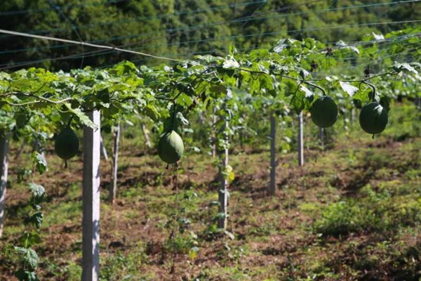 webwxgetmsgimg (15)_副本.jpg